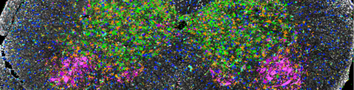 Transversal section of adult spinal cord subjected to immunofluorescence combined with multiple single molecule FISH technology, with each dot indicating an individual mRNA target
