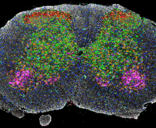 Transversal section of adult spinal cord subjected to immunofluorescence combined with multiple single molecule FISH technology, with each dot indicating an individual mRNA target