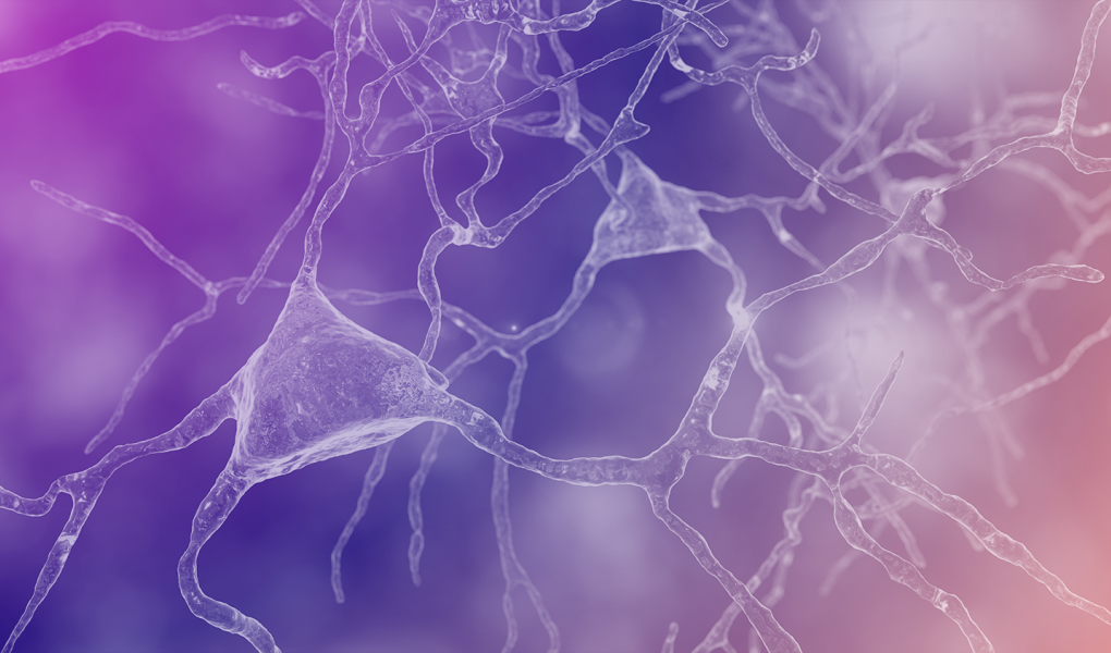 Brain organoids